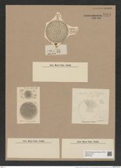 Coscinodiscus antarcticus Grun. (de-Toni-Nr.: Genus 202, Species 4963) Zeichnungen Sammlung Grunow Nr. 8554 (NHMW-BOT-W0378194)